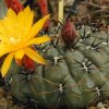 Matucana_aureiflora_2